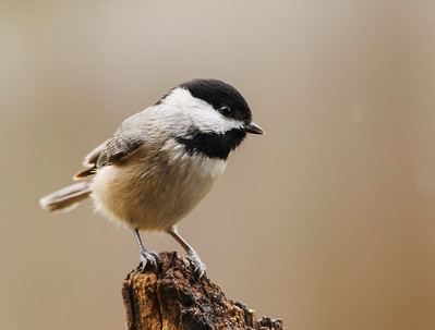 A small bird on a stump of a tree limb. The bird has black feathers on the top of its head down to its eye and beak.  Black feathers also extend down the bird's throat and end at the chest.  The body is light brown with darker brown wings.