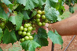 Dos racimos de uvas verdes colgando de la vid. También hay hojas de color verde más oscuro alrededor.