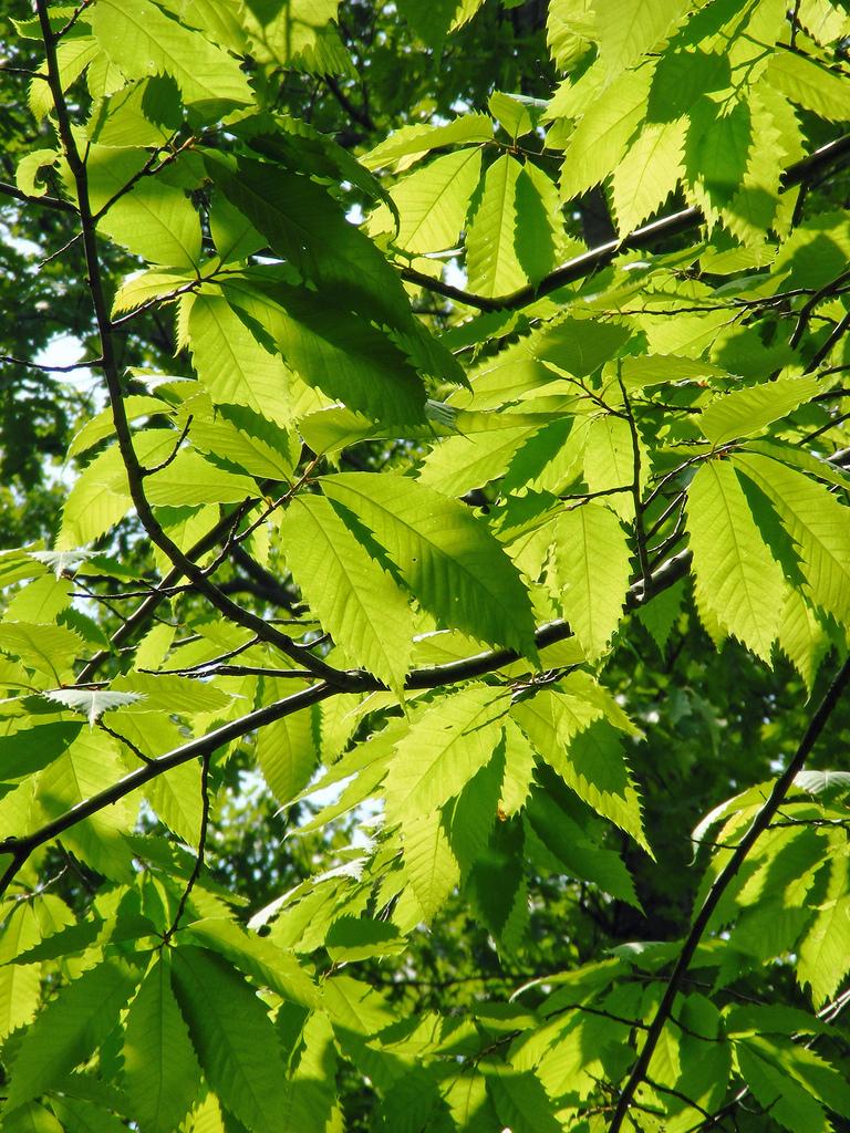 <img typeof="foaf:Image" src="http://statelibrarync.org/learnnc/sites/default/files/images/american-chestnut-leaves.jpg" width="768" height="1024" alt="American chestnut tree leaves" title="American chestnut tree leaves" />