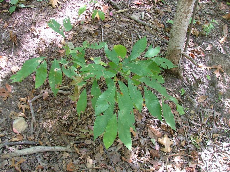 <img typeof="foaf:Image" src="http://statelibrarync.org/learnnc/sites/default/files/images/american_chestnut_sapling.jpg" width="1024" height="768" alt="American Chestnut sapling" title="American Chestnut sapling" />