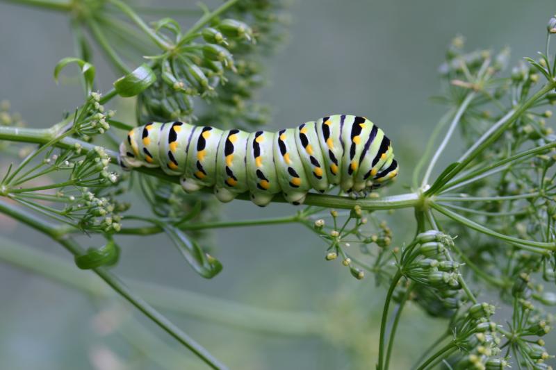 <img typeof="foaf:Image" src="http://statelibrarync.org/learnnc/sites/default/files/images/esb12.jpg" width="3072" height="2048" alt="Eastern black swallowtail butterfly: Third larval instar" title="Eastern black swallowtail butterfly: Third larval instar" />