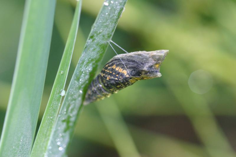 <img typeof="foaf:Image" src="http://statelibrarync.org/learnnc/sites/default/files/images/esb18.jpg" width="3072" height="2048" alt="Eastern black swallowtail butterfly: Emerging from chrysalis" title="Eastern black swallowtail butterfly: Emerging from chrysalis" />