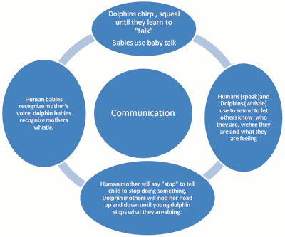 <img typeof="foaf:Image" src="http://statelibrarync.org/learnnc/sites/default/files/images/humandolphincommunication.png" width="400" height="333" alt="Diagram comparing human and dolphin communication" title="Diagram comparing human and dolphin communication" />