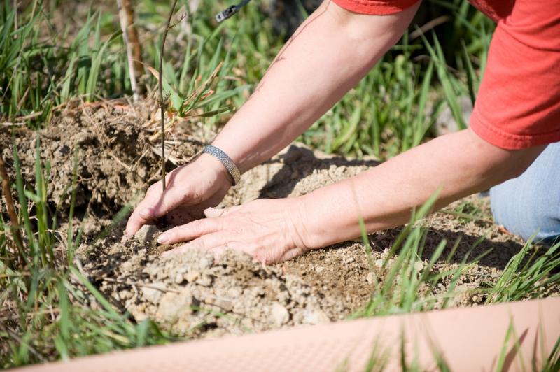 <img typeof="foaf:Image" src="http://statelibrarync.org/learnnc/sites/default/files/images/planting-a-chestnut.jpg" width="1024" height="681" alt="American chestnut planting" title="American chestnut planting" />