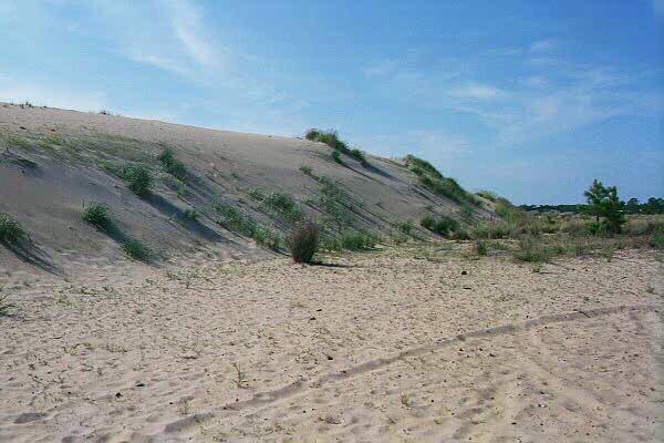 <img typeof="foaf:Image" src="http://statelibrarync.org/learnnc/sites/default/files/images/sand_grasses.jpg" width="600" height="400" alt="How vegetation affects growth and migration-Run Hill Dune" title="How vegetation affects growth and migration-Run Hill Dune" />