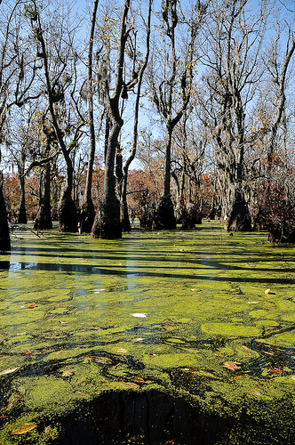 Duckweed and swamp tupelo (Nyssa aquatica)  Merchant's Millpond State Park