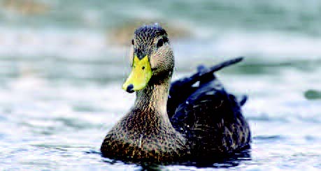 Black Duck