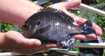 Bluegill fish