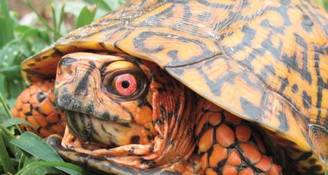 Eastern box turtle