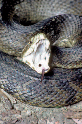 Cottonmouth