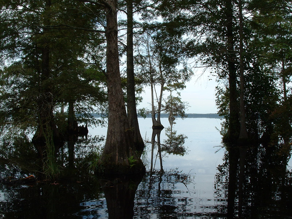 Great Dismal Swamp