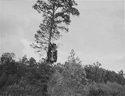 Automobile up a tree