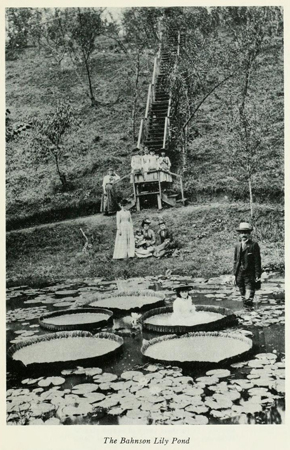 Picture of Victoria Regia lily pad in Old Salem North Carolina by Mary Barrow Owen. From the Internet Archive.  