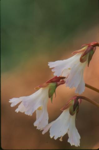 Photo of Oconee Bells, Shortia galacifolia