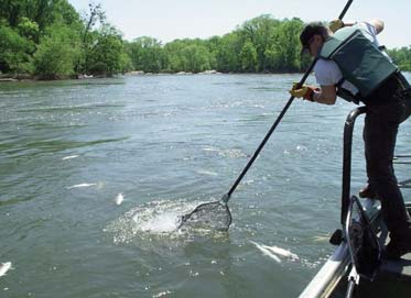 Striped Bass